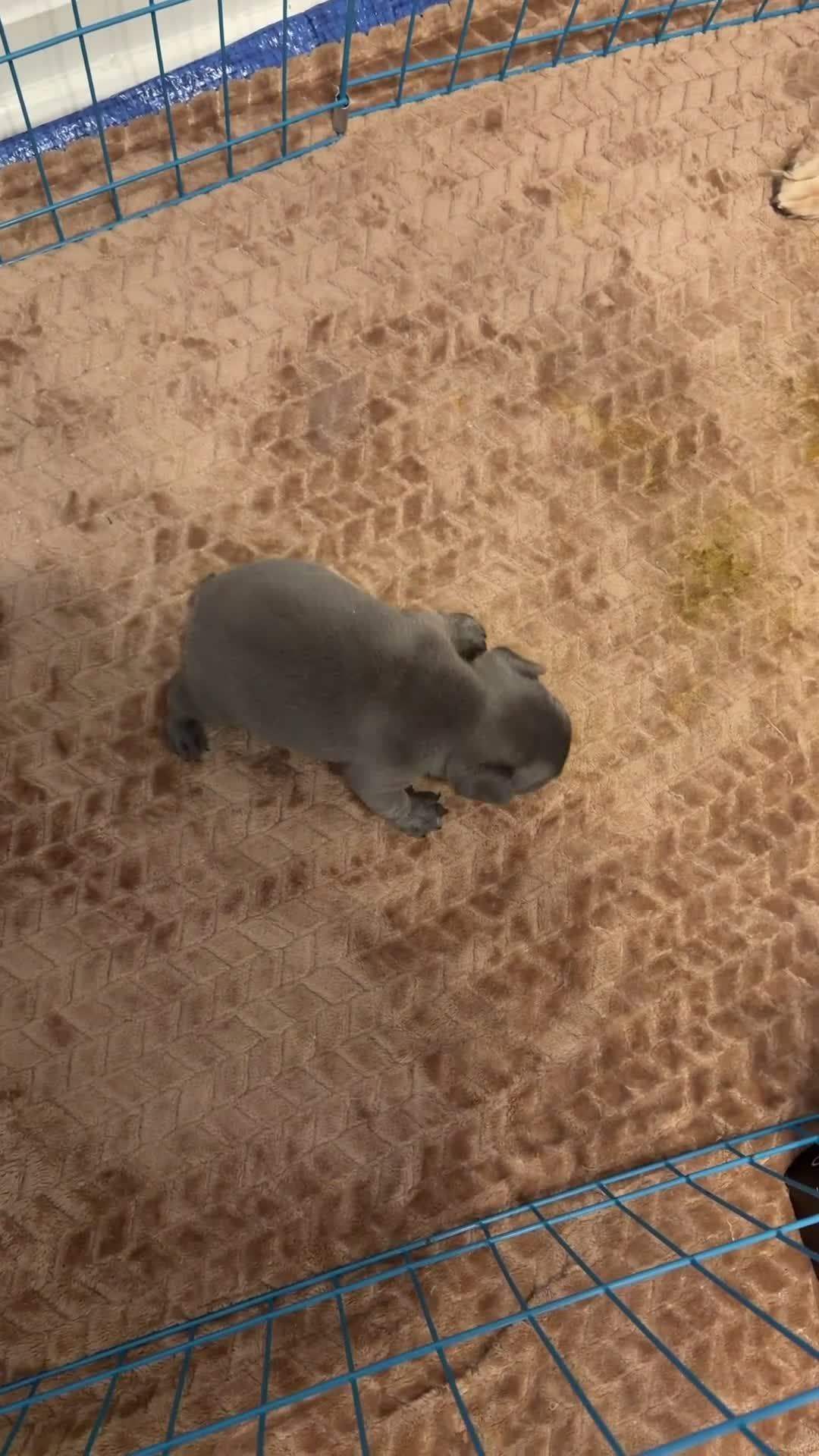 French Bulldog dogs for sale: French Bulldog Puppy Female - Video 1