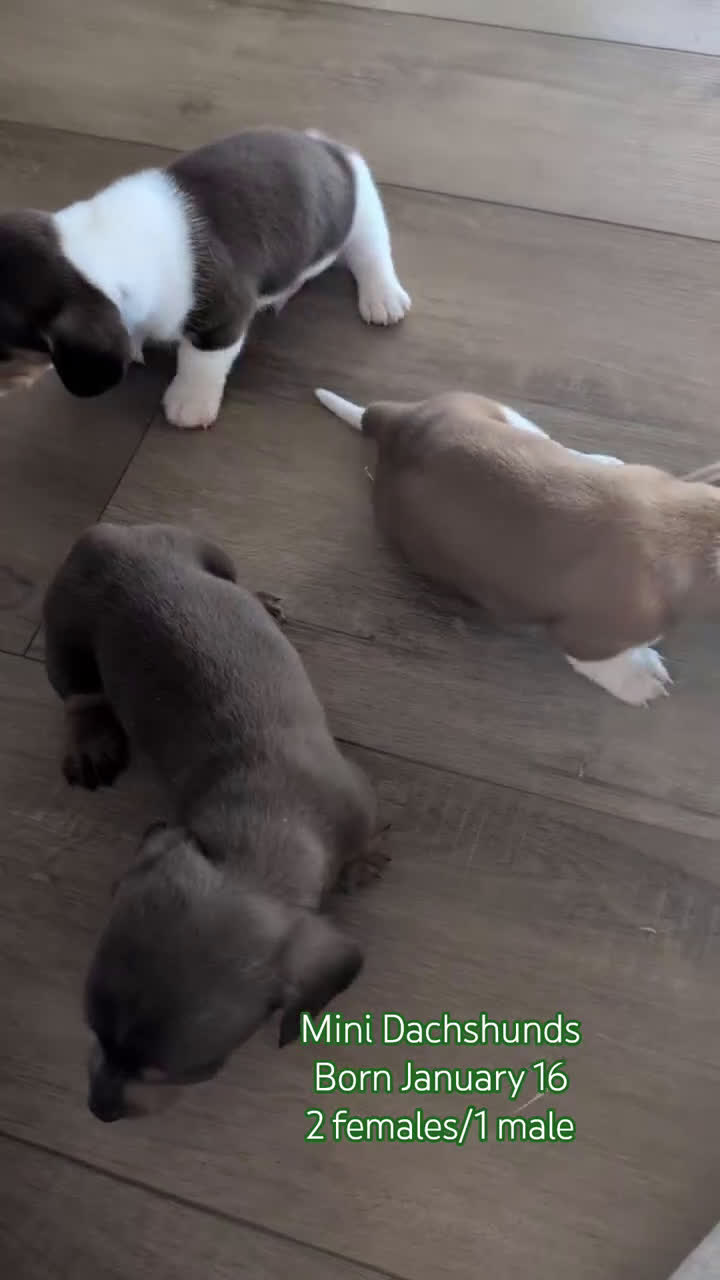 Miniature Dachshund dogs for sale: Zya - Video 3