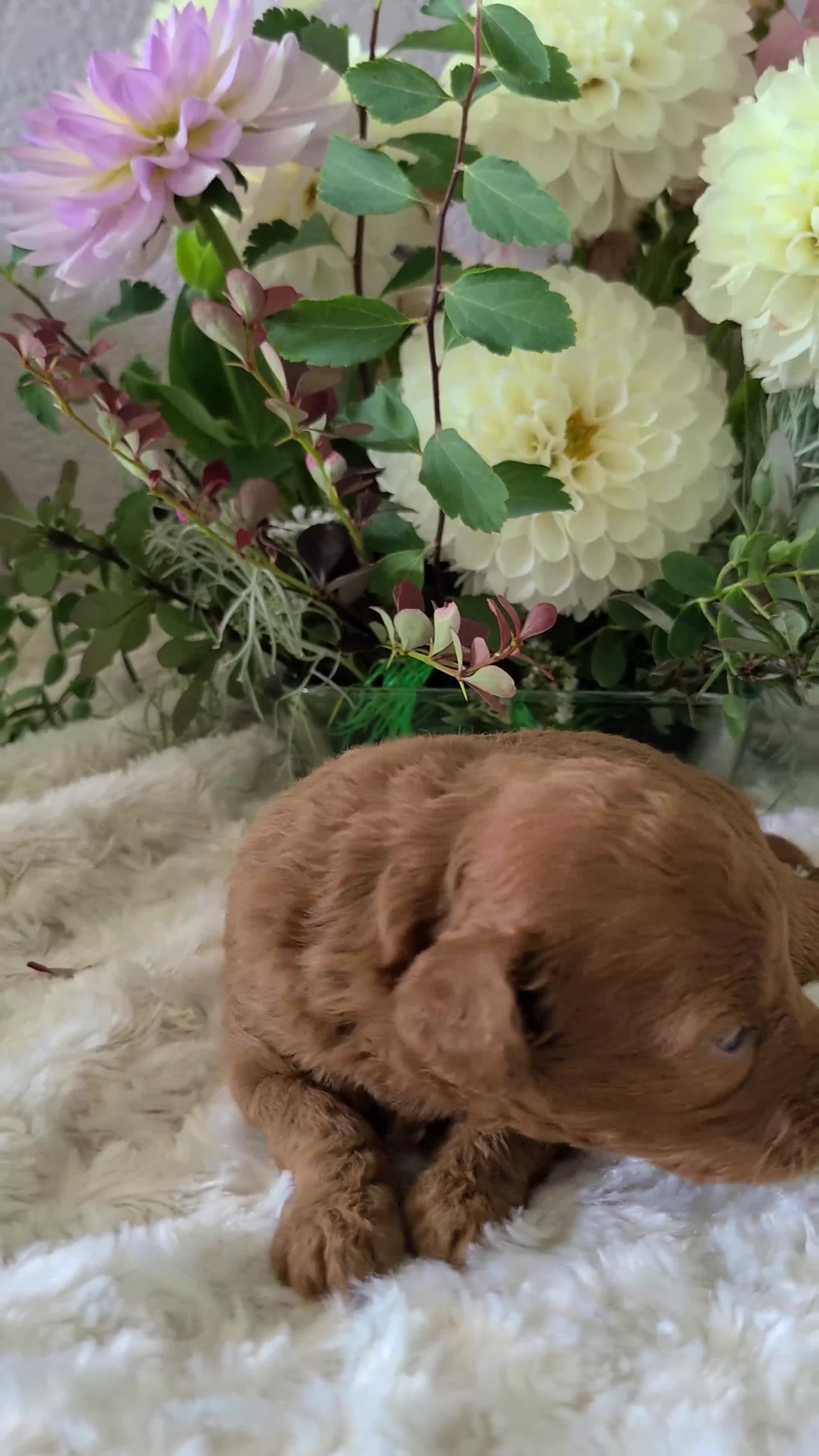 Mini Goldendoodle dogs for sale: Ian - Video 1