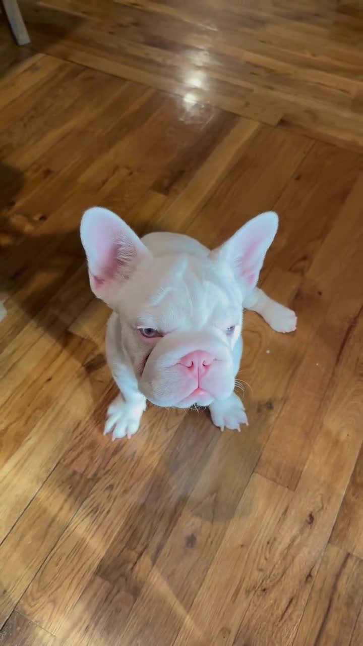 French Bulldog dogs for sale: Casper - Video 1
