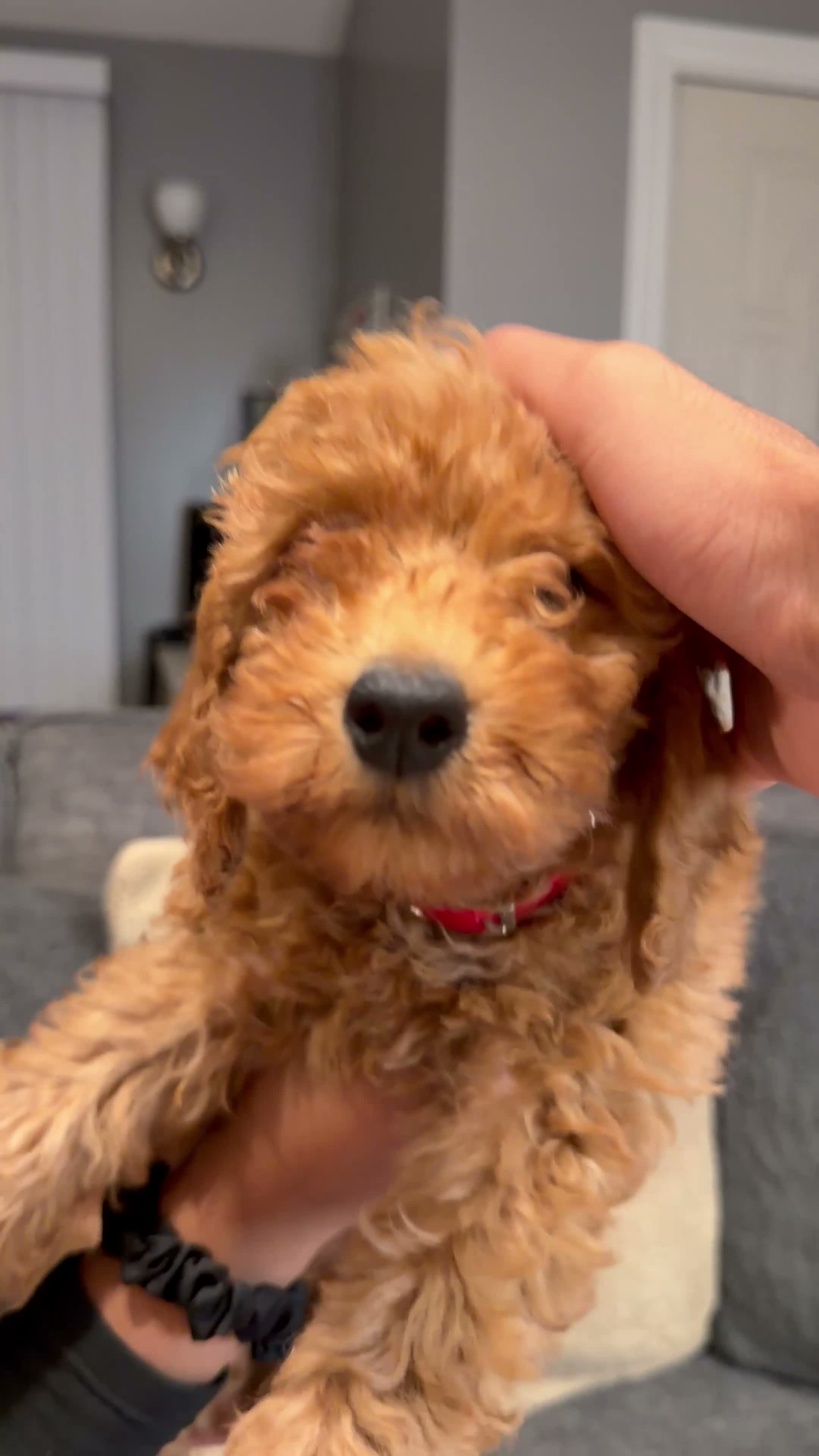 Mini Goldendoodle dogs for sale: Mochi - Video 1