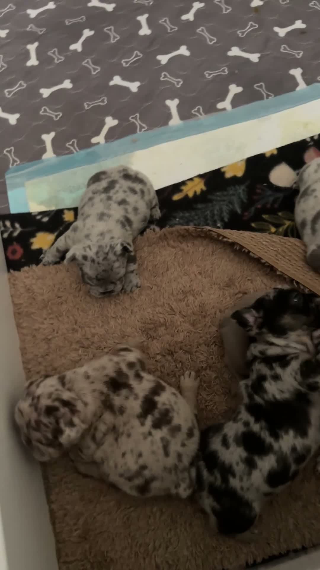 French Bulldog dogs for sale: Miracle - Video 1