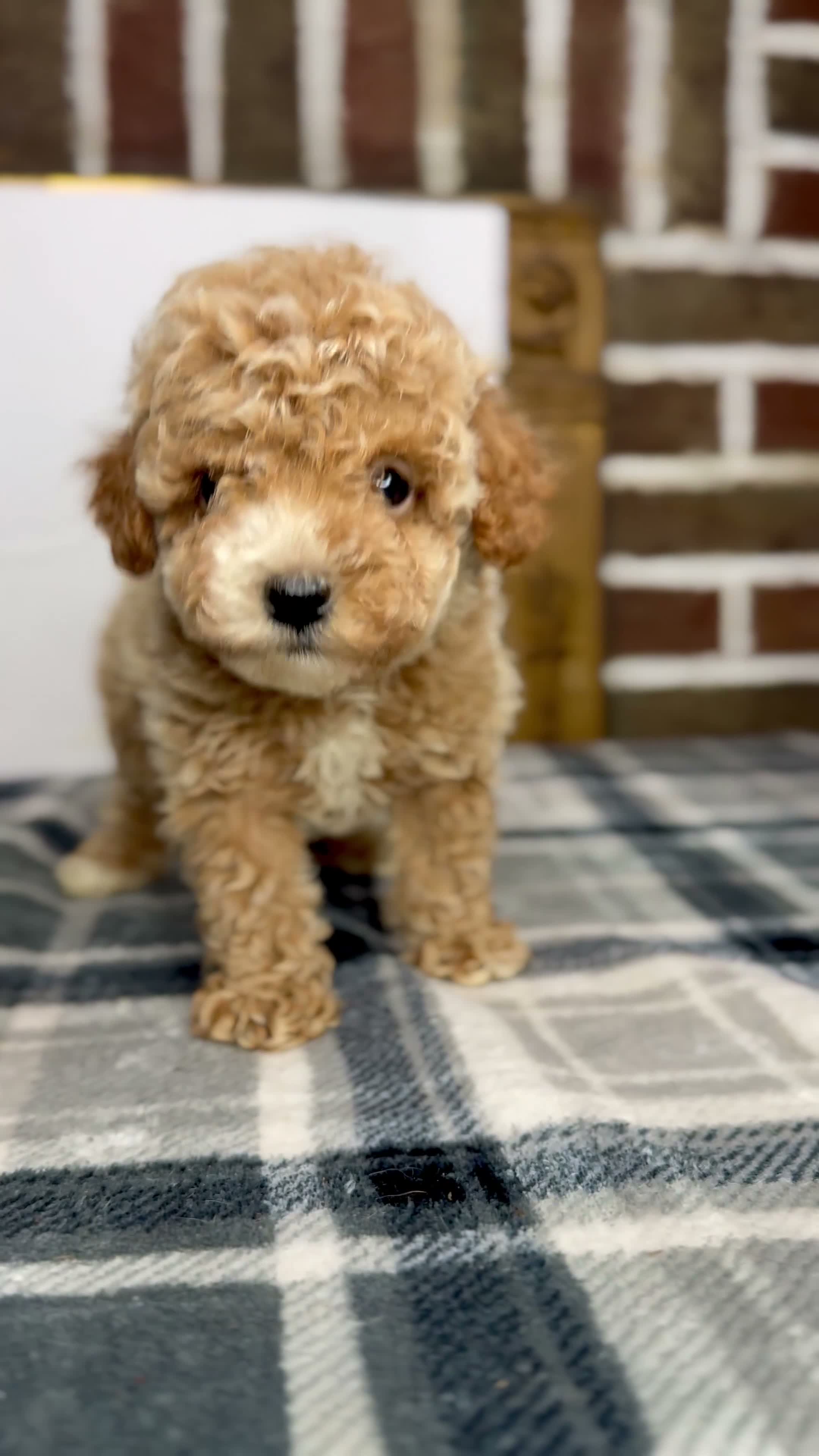 Toy Poodle dogs for sale: Teddy - Video 1