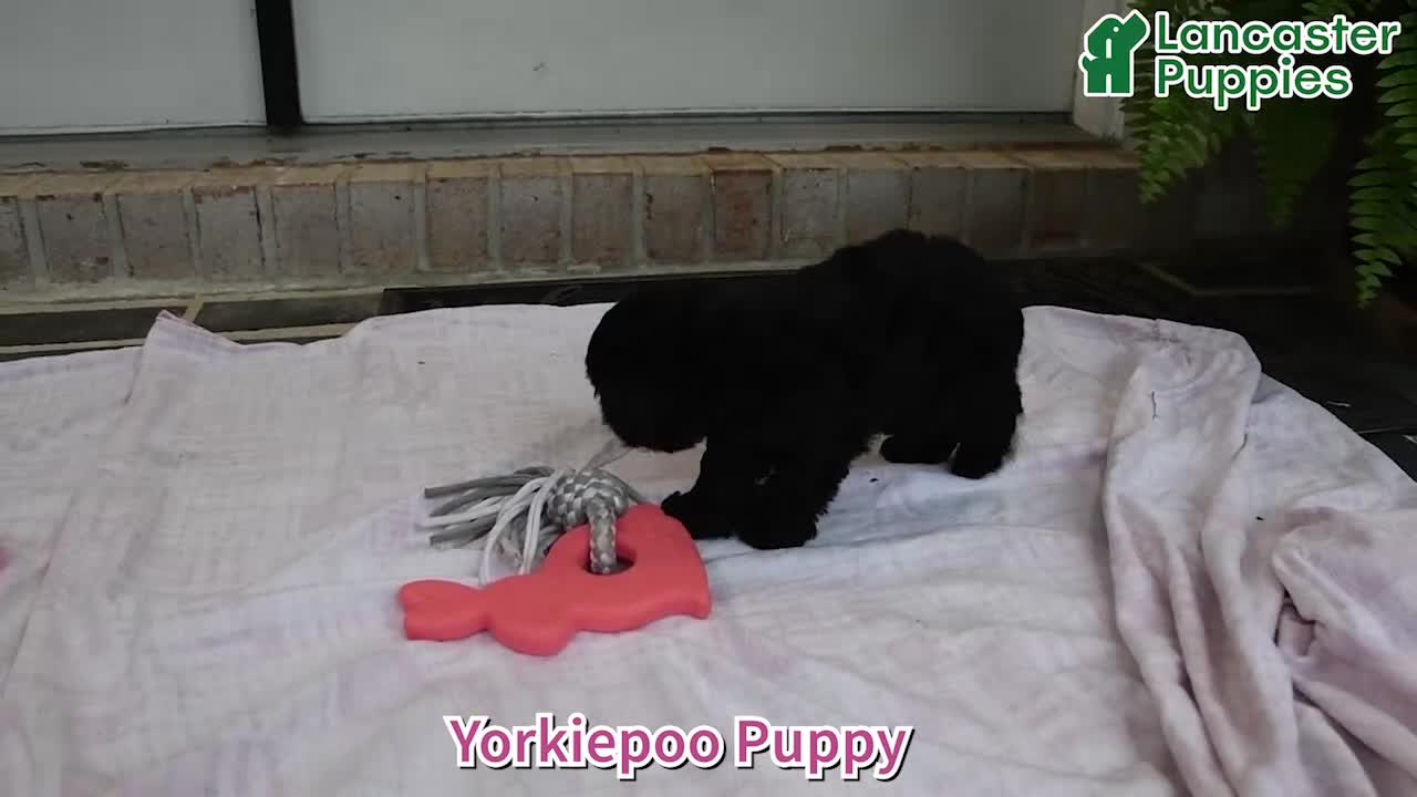 Yorkiepoo dogs for sale: Ike - Video 1