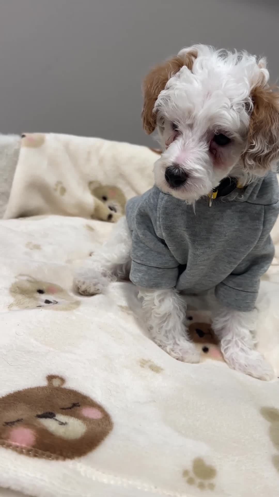 Miniature Poodle dogs for sale: Pongo - Video 1