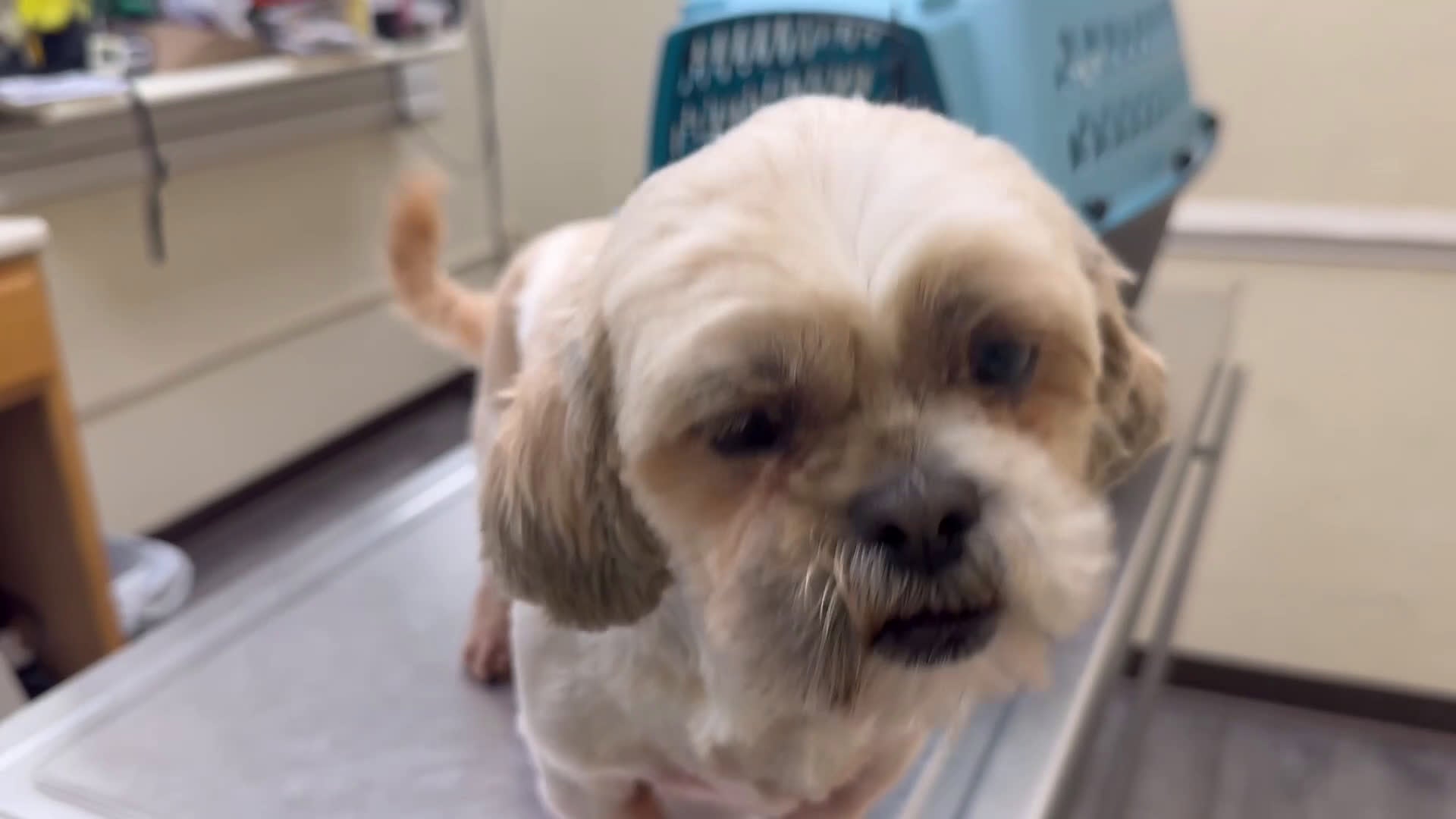 Shih Tzu dogs for sale: Cocoa  - Video 1