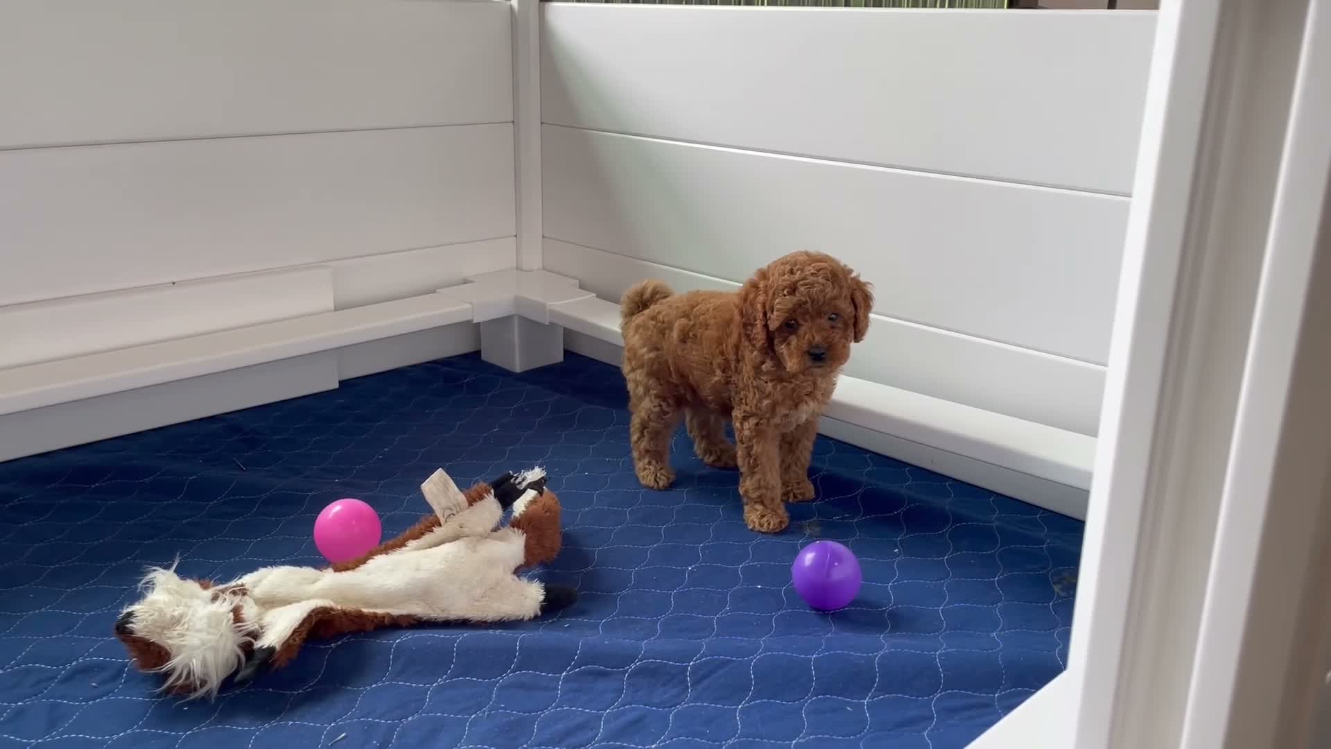 Mini Goldendoodle dogs for sale: Mr. Sammy - Video 2