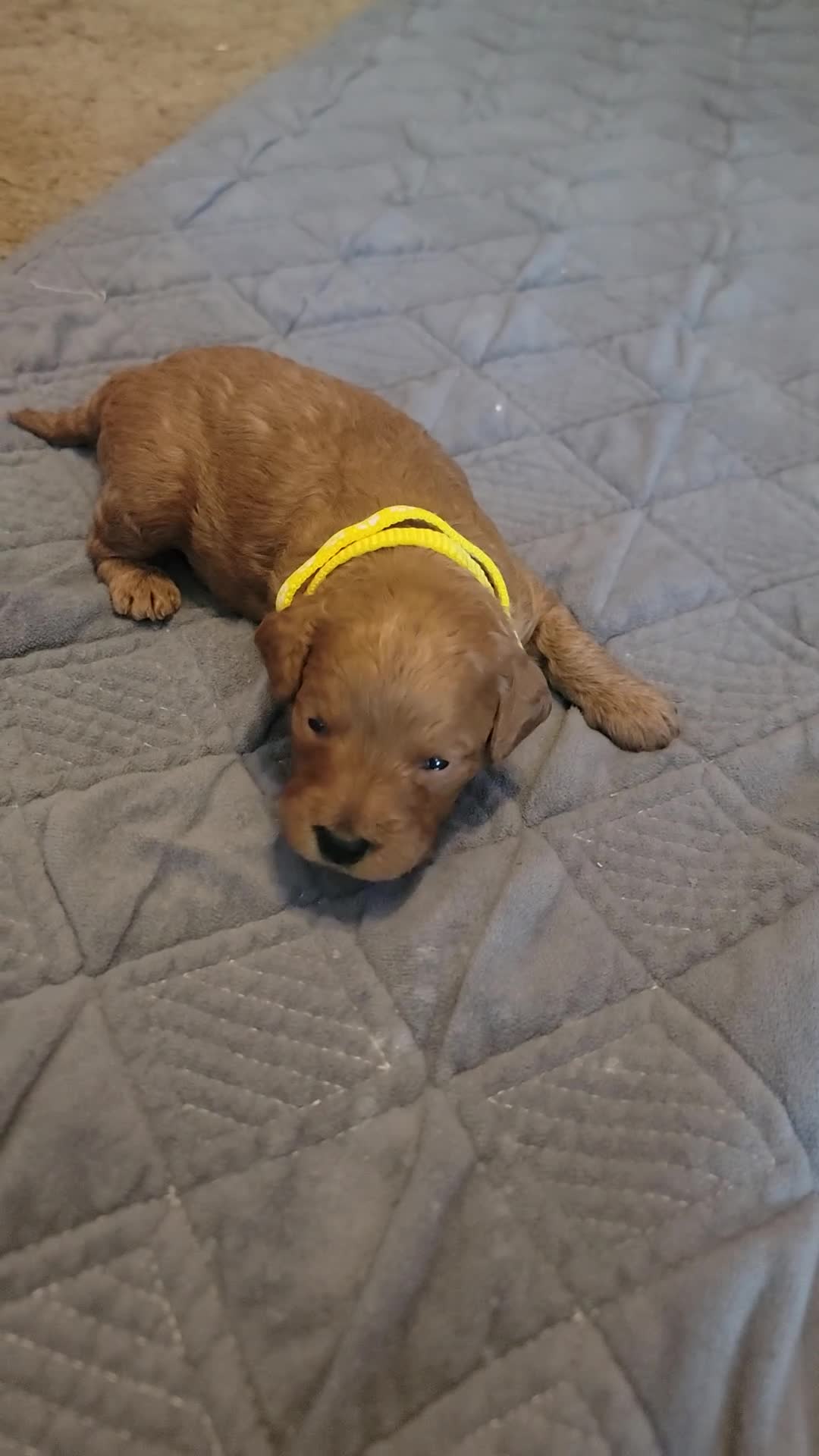 Mini Goldendoodle dogs for sale: bear (male) - Video 1
