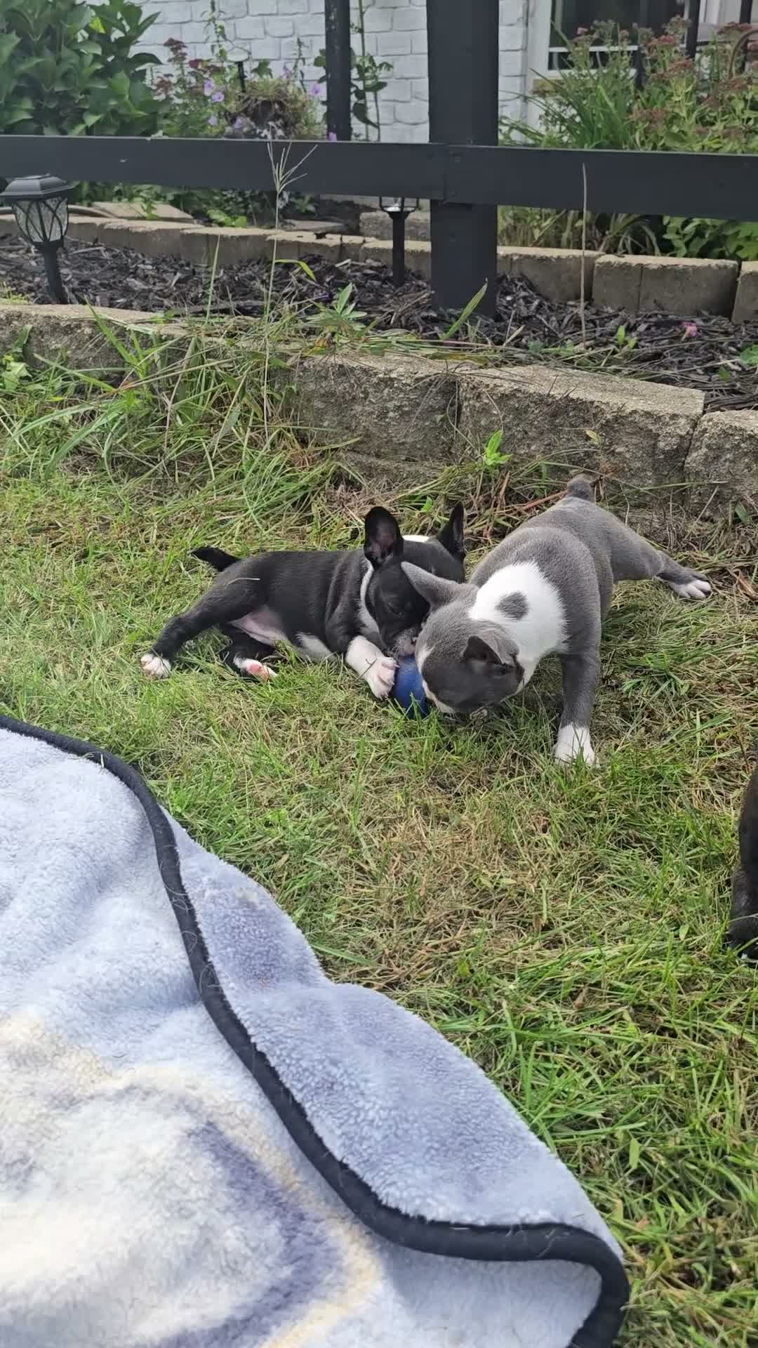 Mixed Breed dogs for sale: Frenchton female #1 - Video 1
