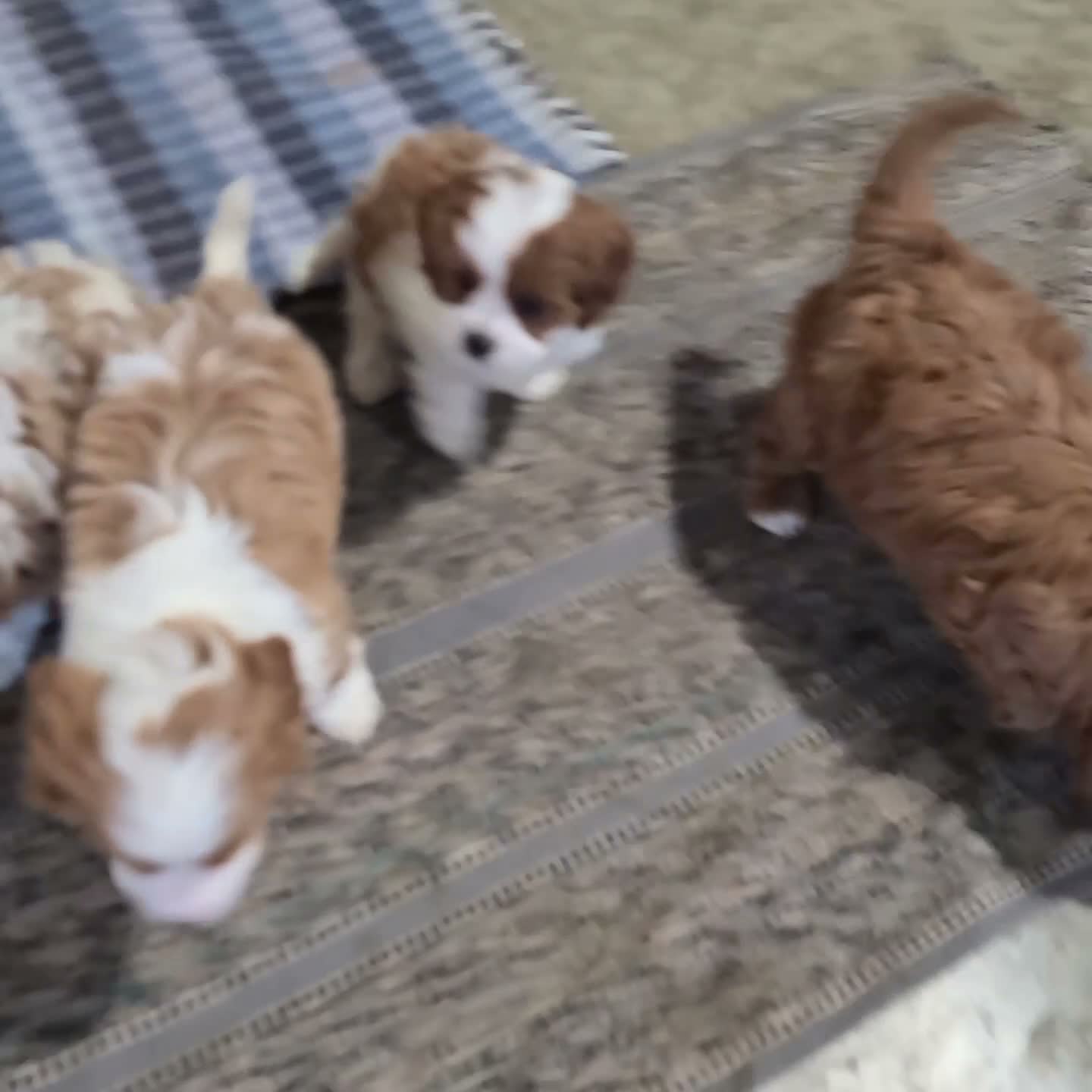 Cavapoo dogs for sale: Buddy - Video 1