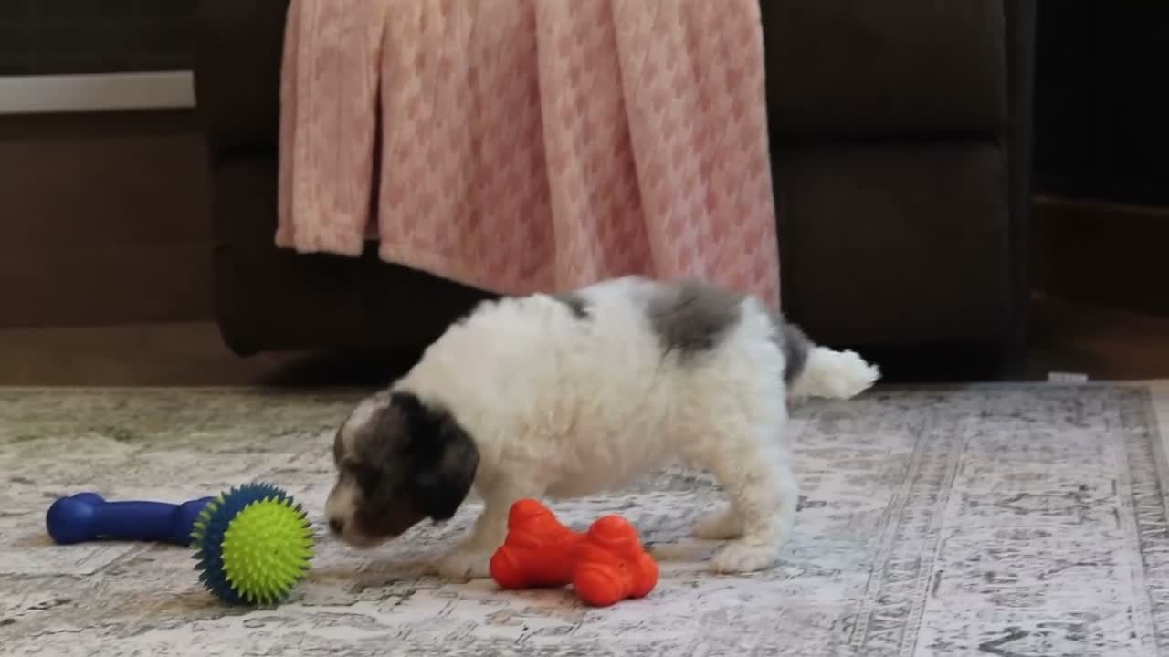 Miniature Poodle dogs for sale: Jett (AKC) - Video 1