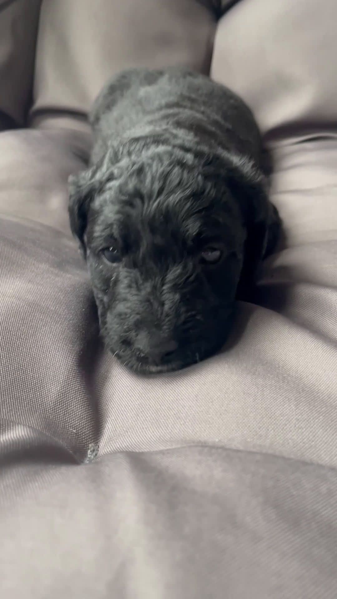 Labradoodle dogs for sale: Sailor - Video 1