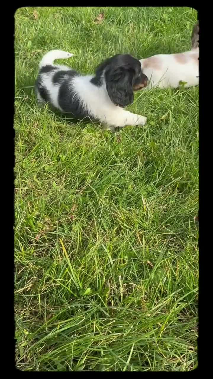 Miniature Dachshund dogs for sale: Akc Mandy PRA clear - Video 1