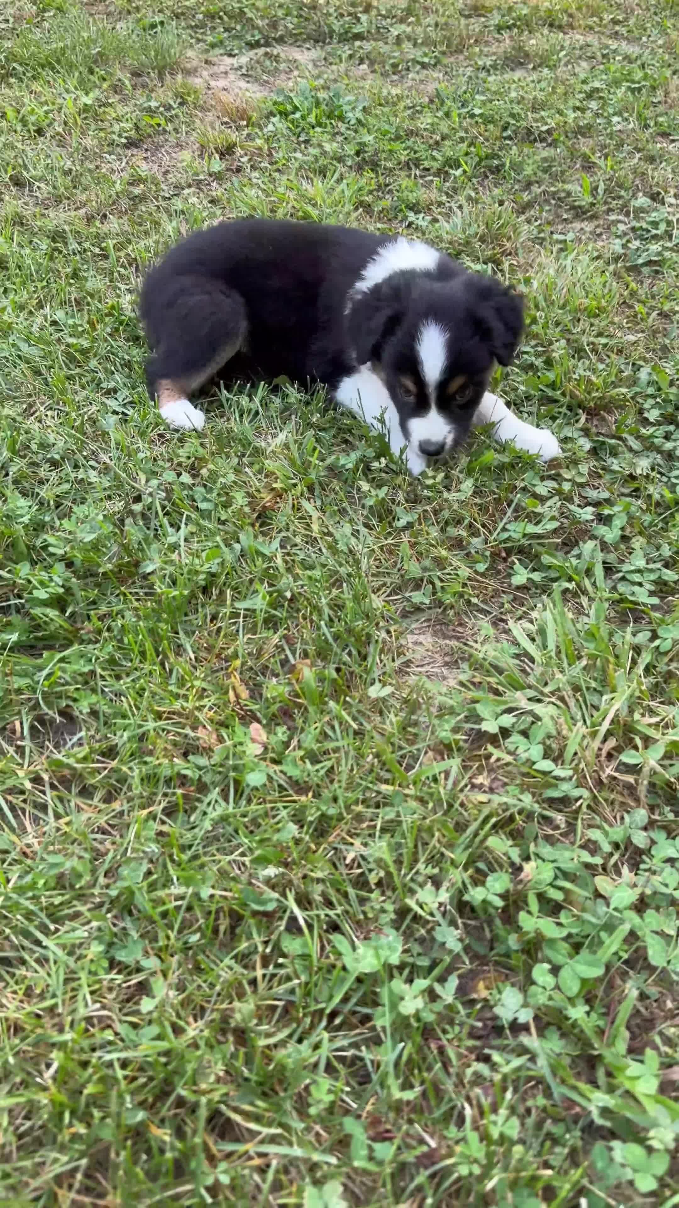 Australian Shepherd dogs for sale: Daisy - Video 1