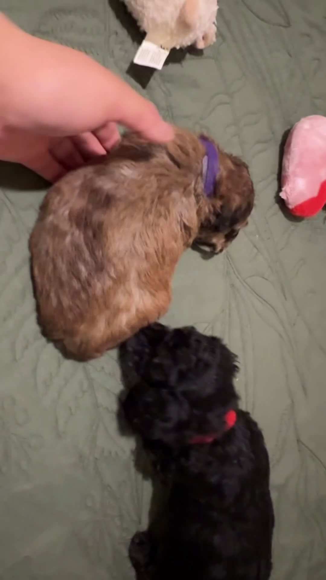 Toy Poodle dogs for sale: Betty - Video 2