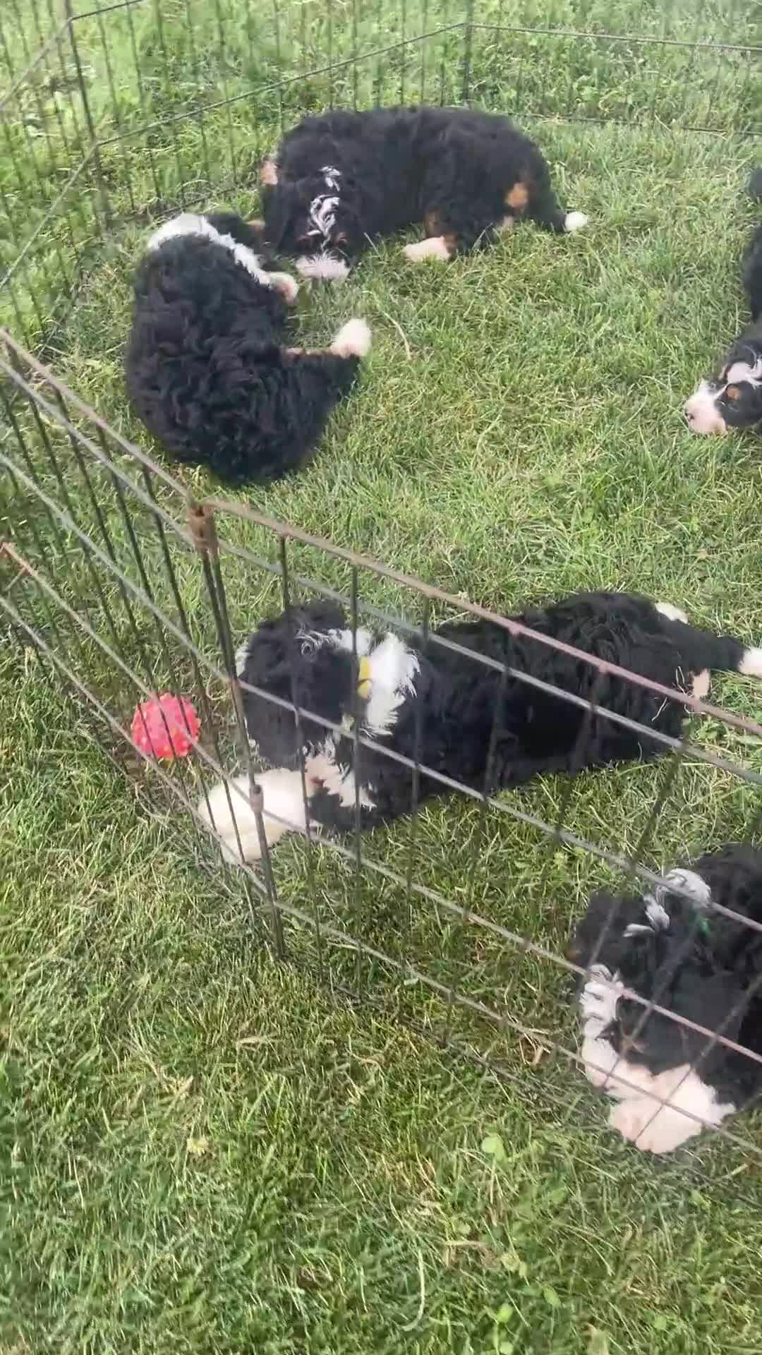 Mini Bernedoodle dogs for sale: Pistachio - Video 1