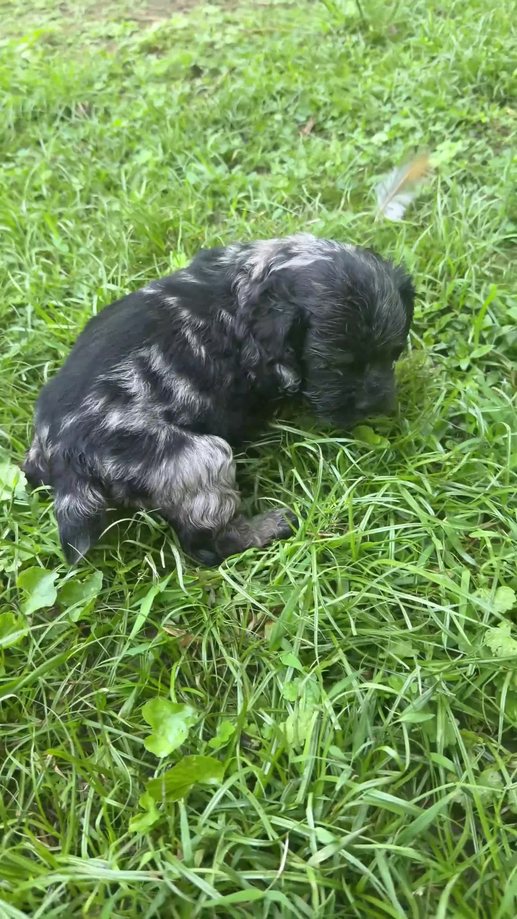 Cocker Spaniel dogs for sale: Cocker Spaniel 1 - Video 1