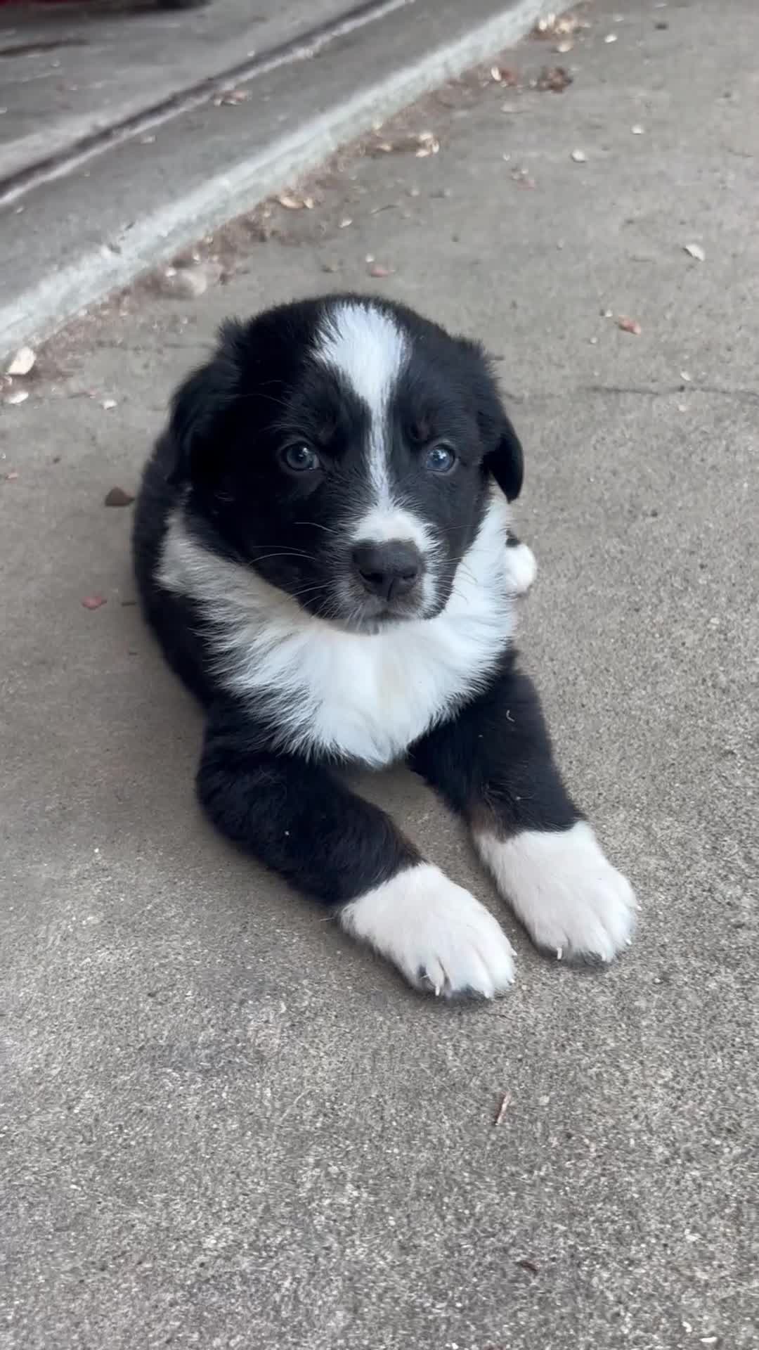 Australian Shepherd dogs for sale: Australian Shepherd 7 - Video 8