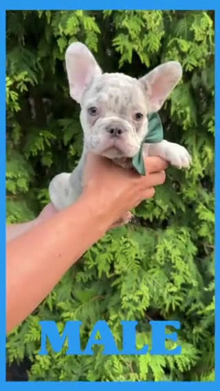 French Bulldog dogs for sale: Bentley - Video 1
