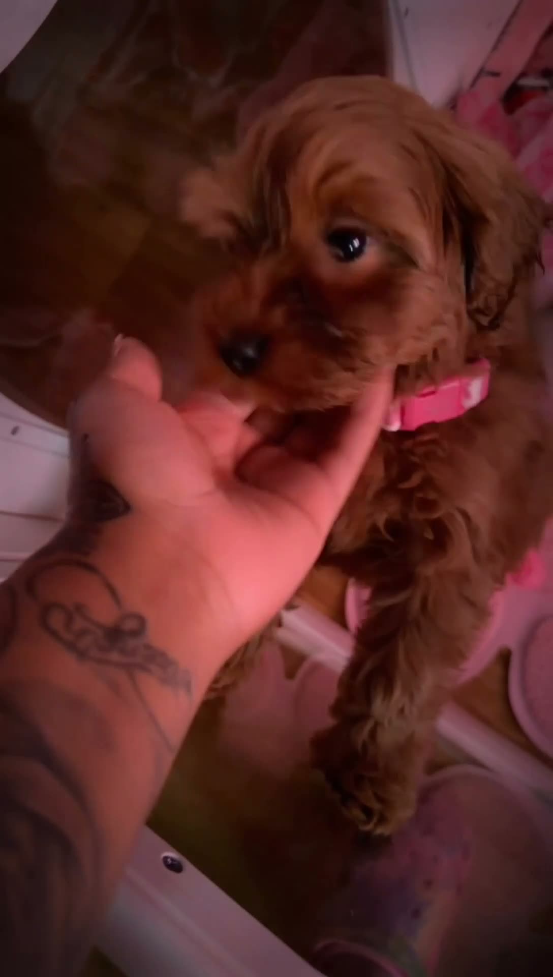 Shihpoo dogs for sale: Shihpoo 1 - Video 1