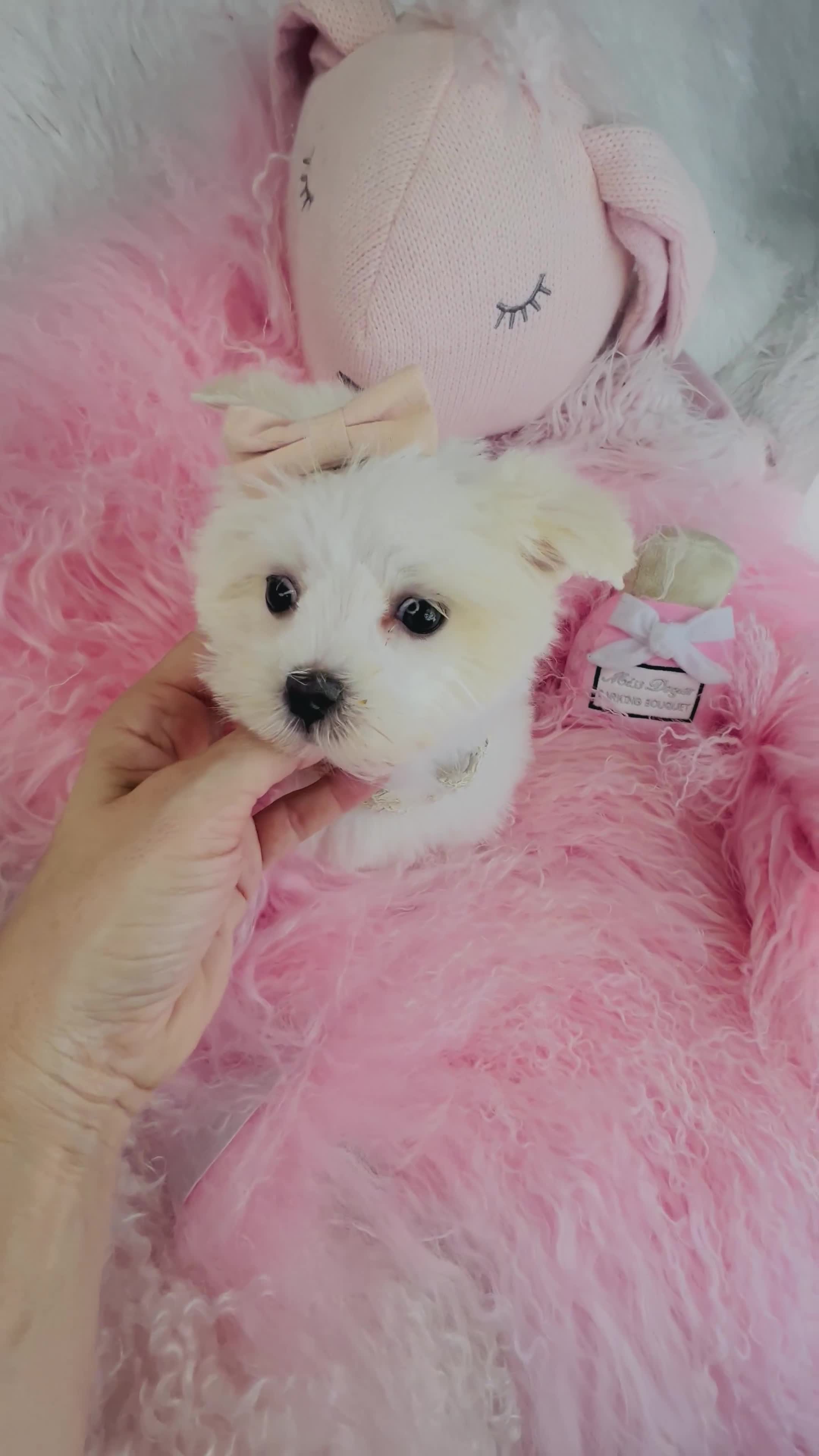 Maltese dogs for sale: Maltese Puppy 2 - Video 1