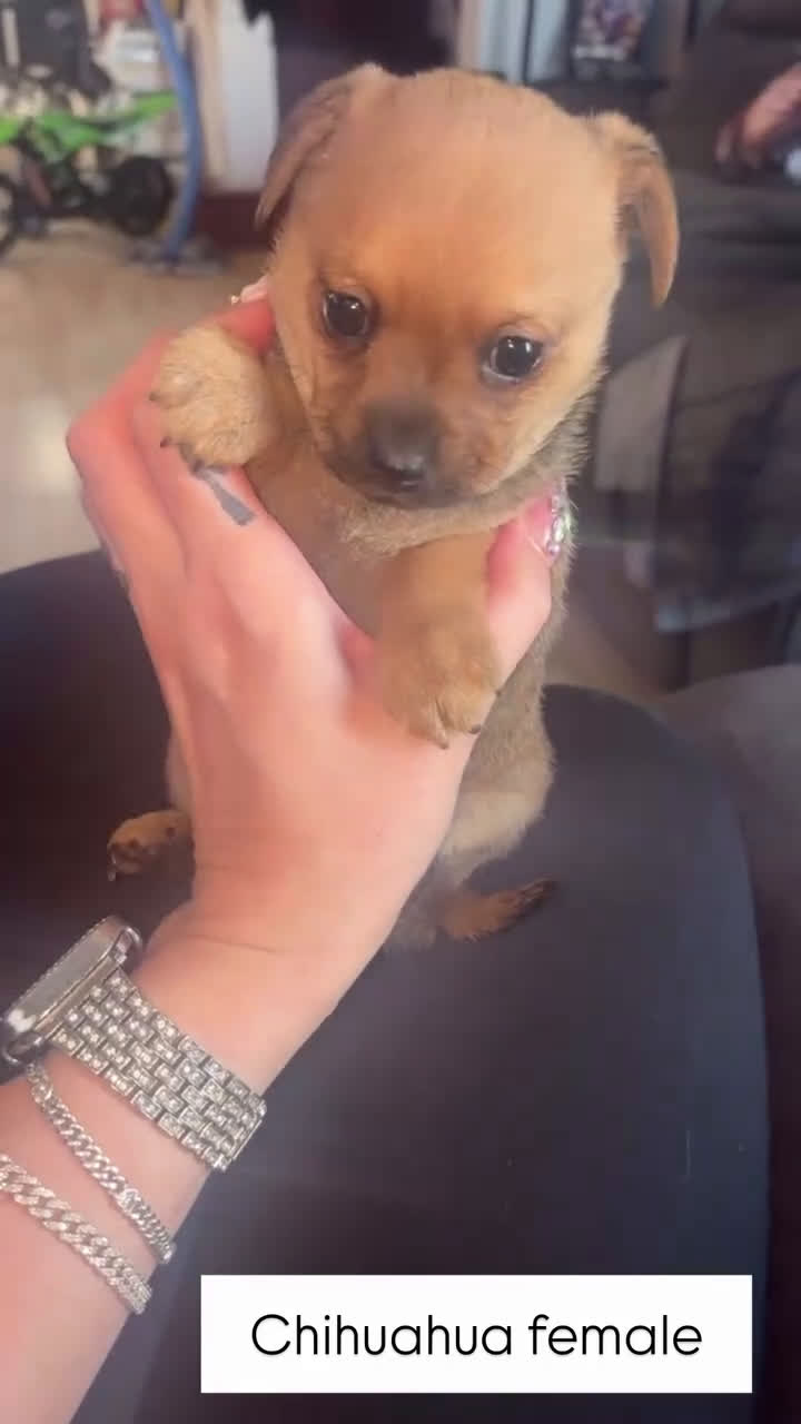 Chihuahua dogs for sale: Chihuahua Puppy 1 - Video 6