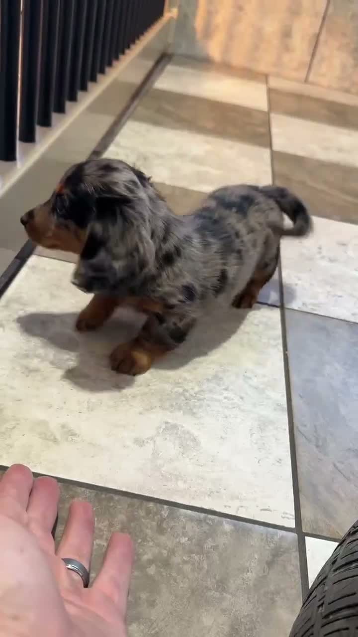 Miniature Dachshund dogs for sale: Annie - Video 1