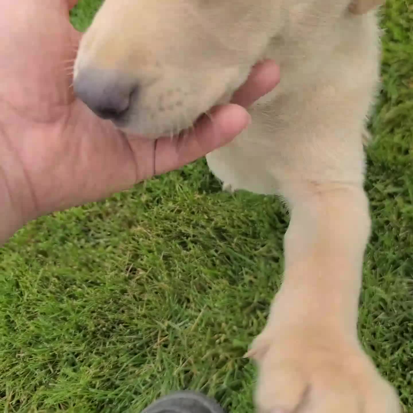 Labrador Retriever dogs for sale: Waldo - Video 1