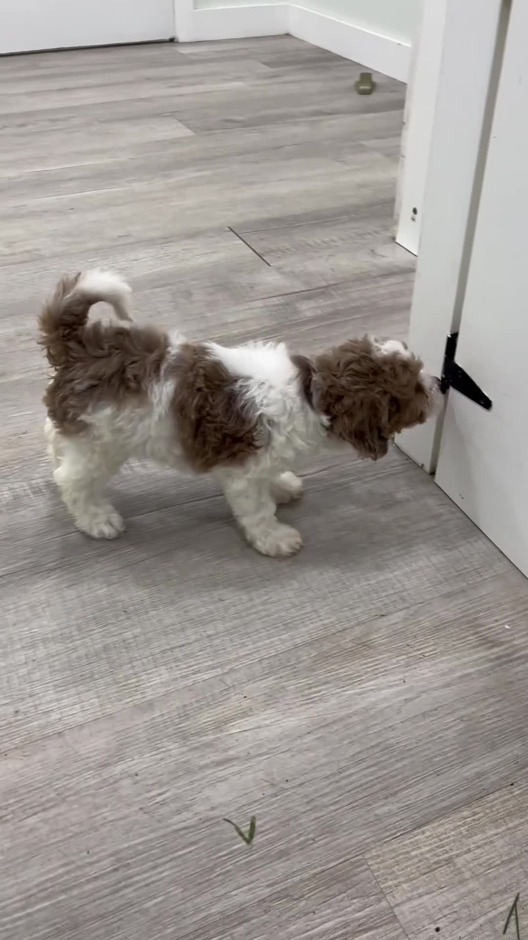Miniature Poodle dogs for sale: Sophie - Video 1