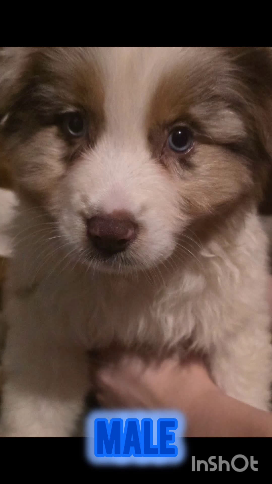 Australian Shepherd dogs for sale: Male 4 - Video 1