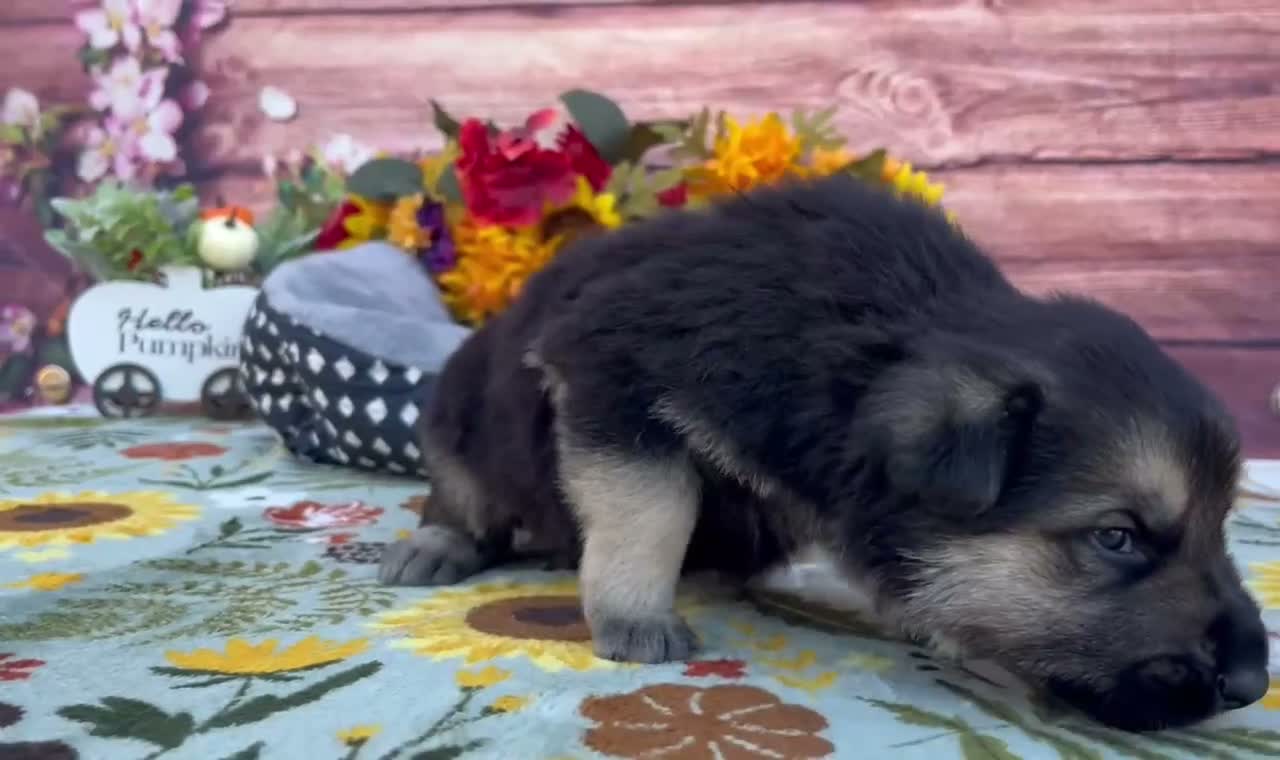 German Shepherd dogs for sale: Onyx - Video 1