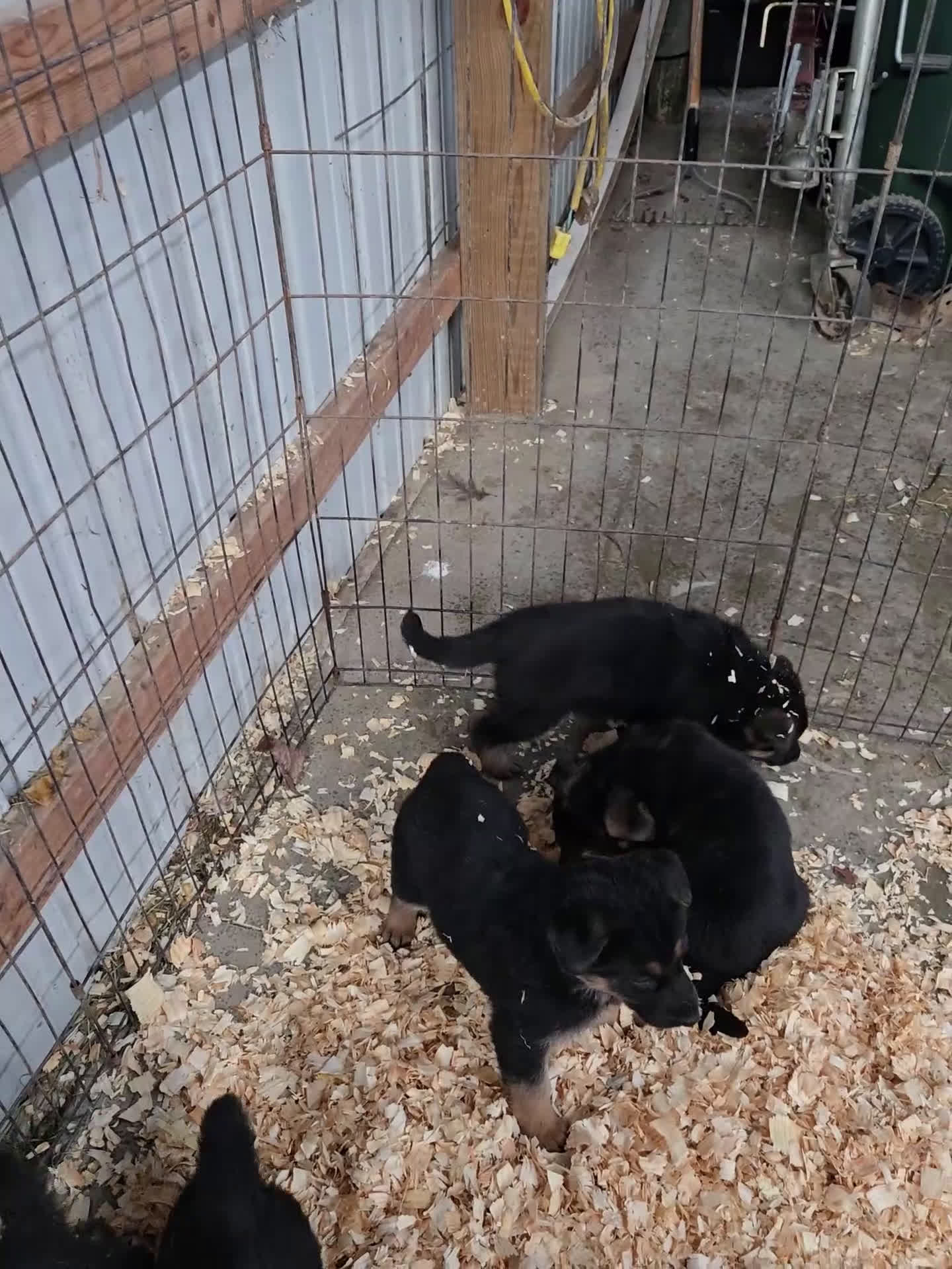 German Shepherd dogs for sale: Zeus - Video 1