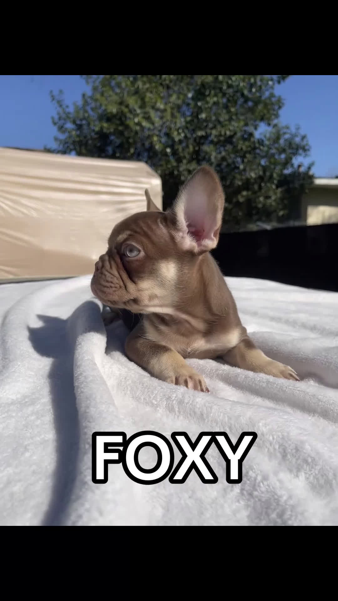 French Bulldog dogs for sale: Foxy - Video 1