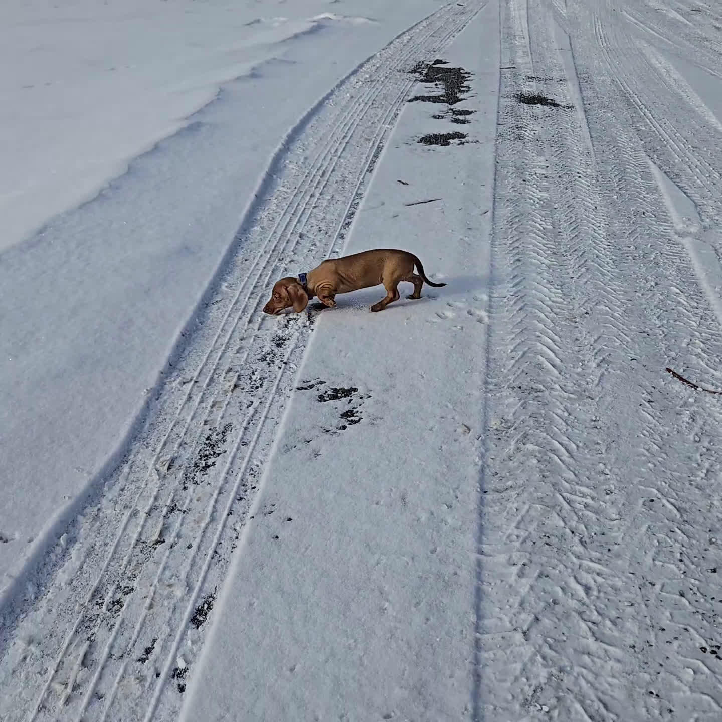 Miniature Dachshund dogs for sale: Faline - Video 1