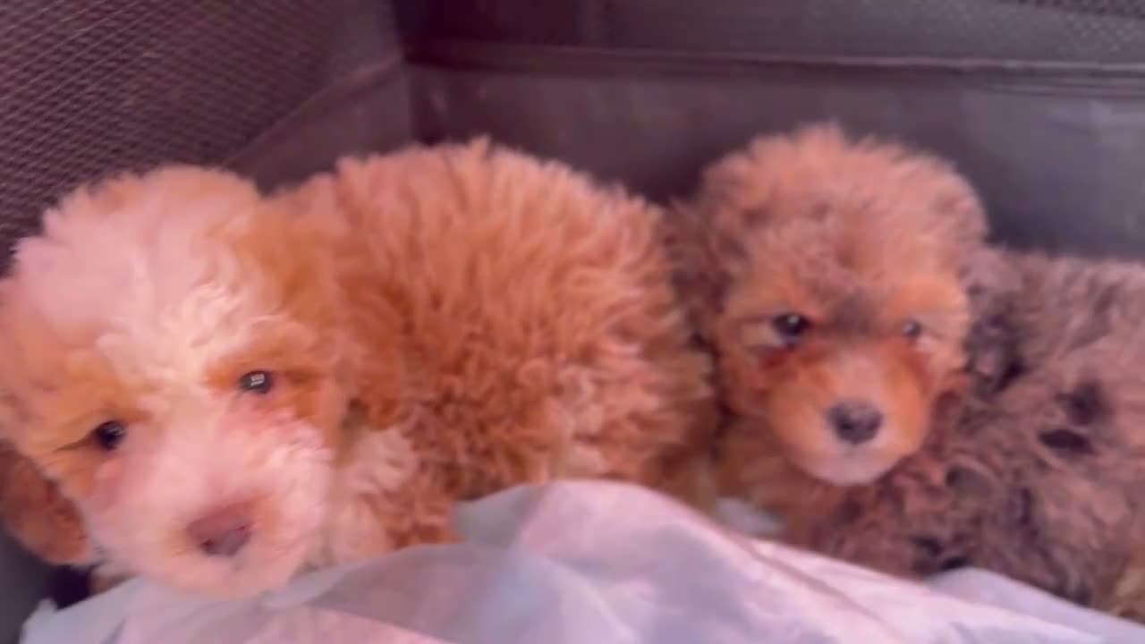 Mini Aussiedoodle dogs for sale: Avalon - Video 1