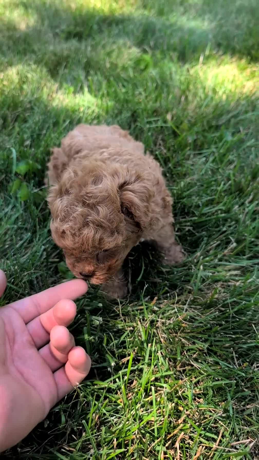 Toy Poodle dogs for sale: Maddox - Video 1