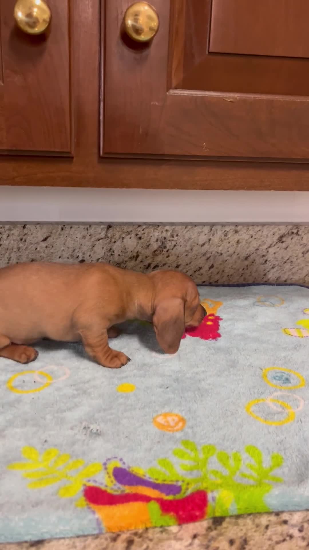 Miniature Dachshund dogs for sale: Addie - Video 1