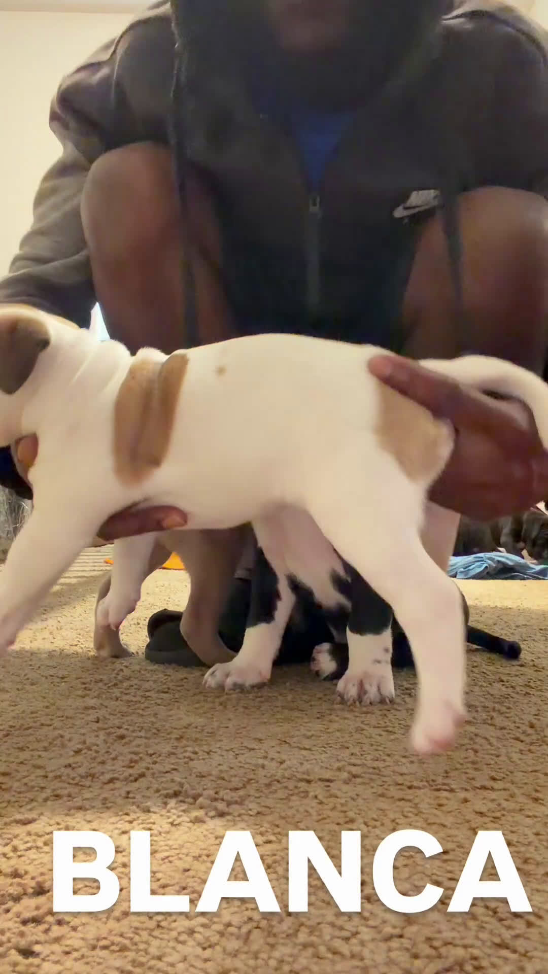 Mixed Breed dogs for sale: Mixed Breed Puppy 6 - Video 1