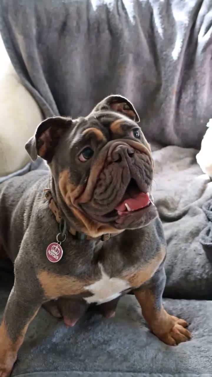 English Bulldog dogs for sale: Bambi - Video 1