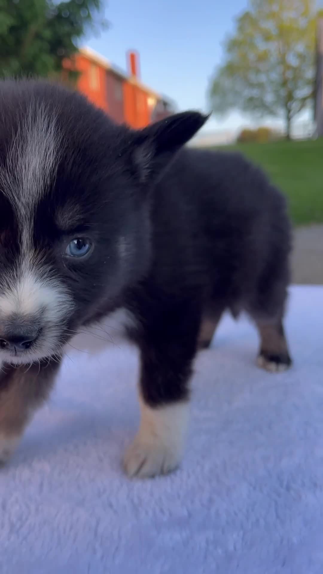 Pomsky dogs for sale: Molly - Video 1