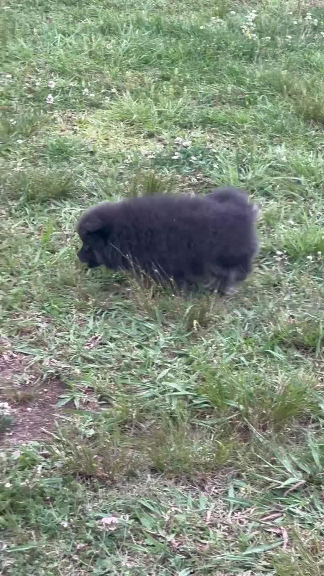Pomeranian dogs for sale: Pomeranian Puppy 1 - Video 1