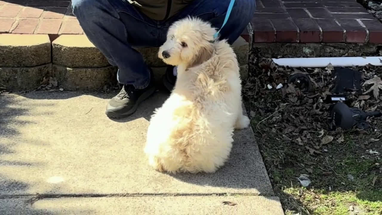 Mixed Breed dogs for sale: Linda - Video 1