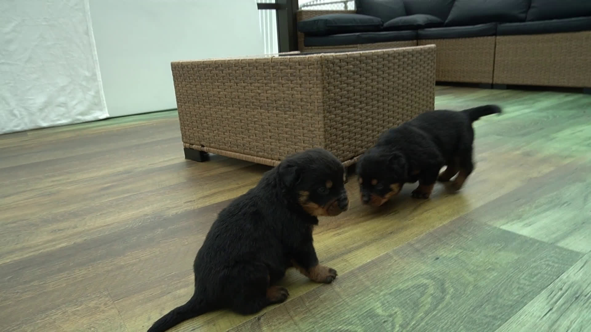 Rottweiler dogs for sale: Max - Video 1