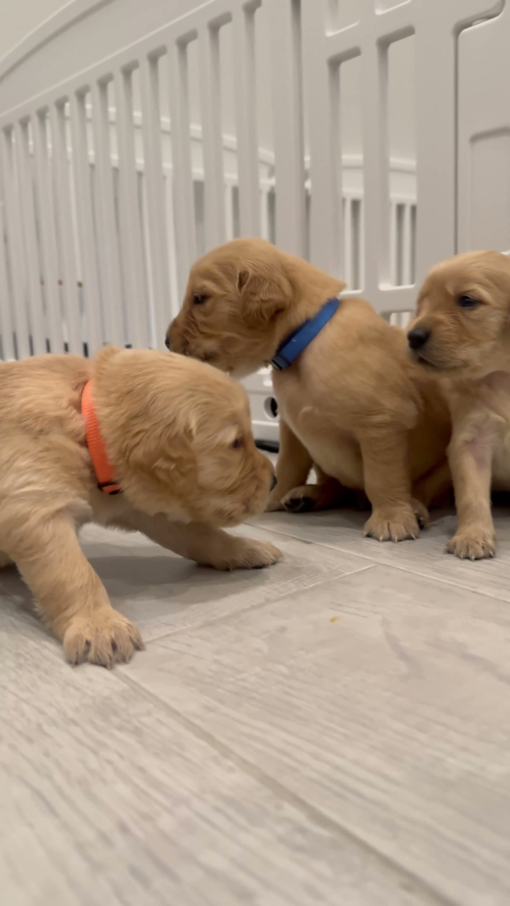Golden Retriever dogs for sale: Biscuit - Video 1