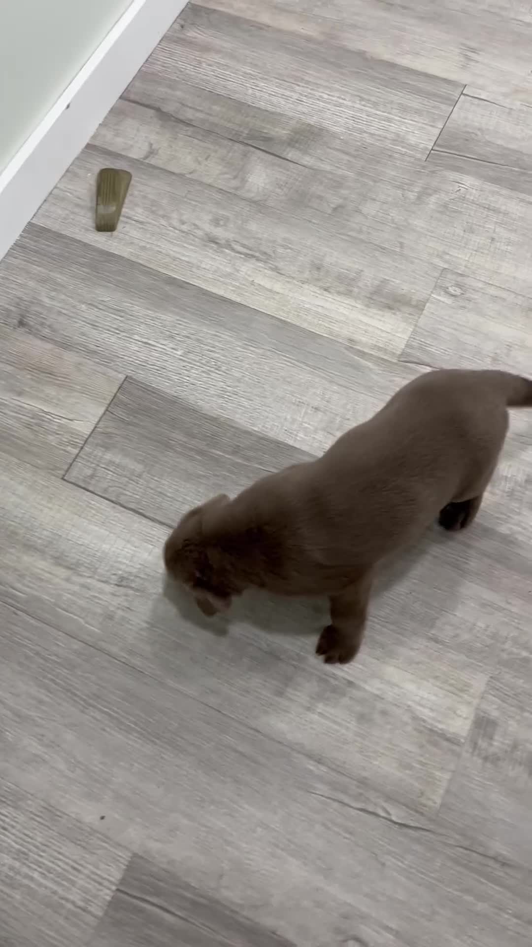 Labrador Retriever dogs for sale: Skye - Video 1
