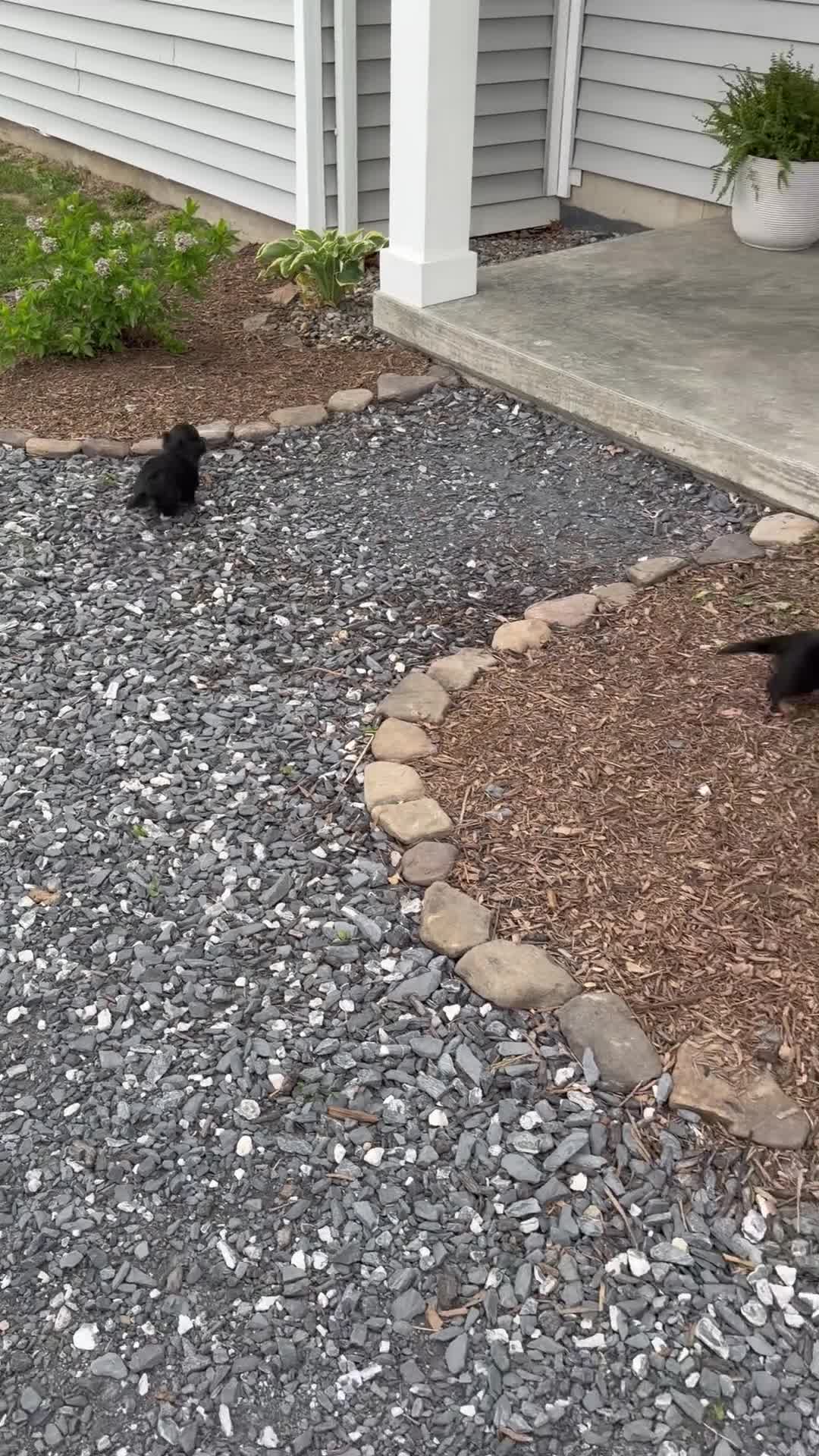 Dachshund dogs for sale: Duke, longhaired Dachshund  - Video 1
