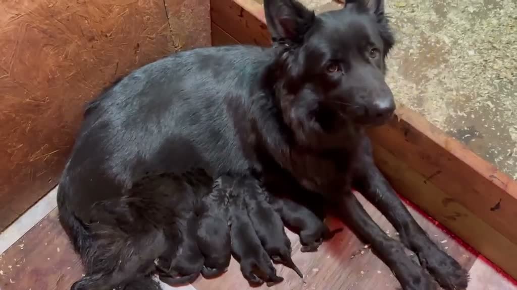 German Shepherd dogs for sale: Male  1 - Video 1