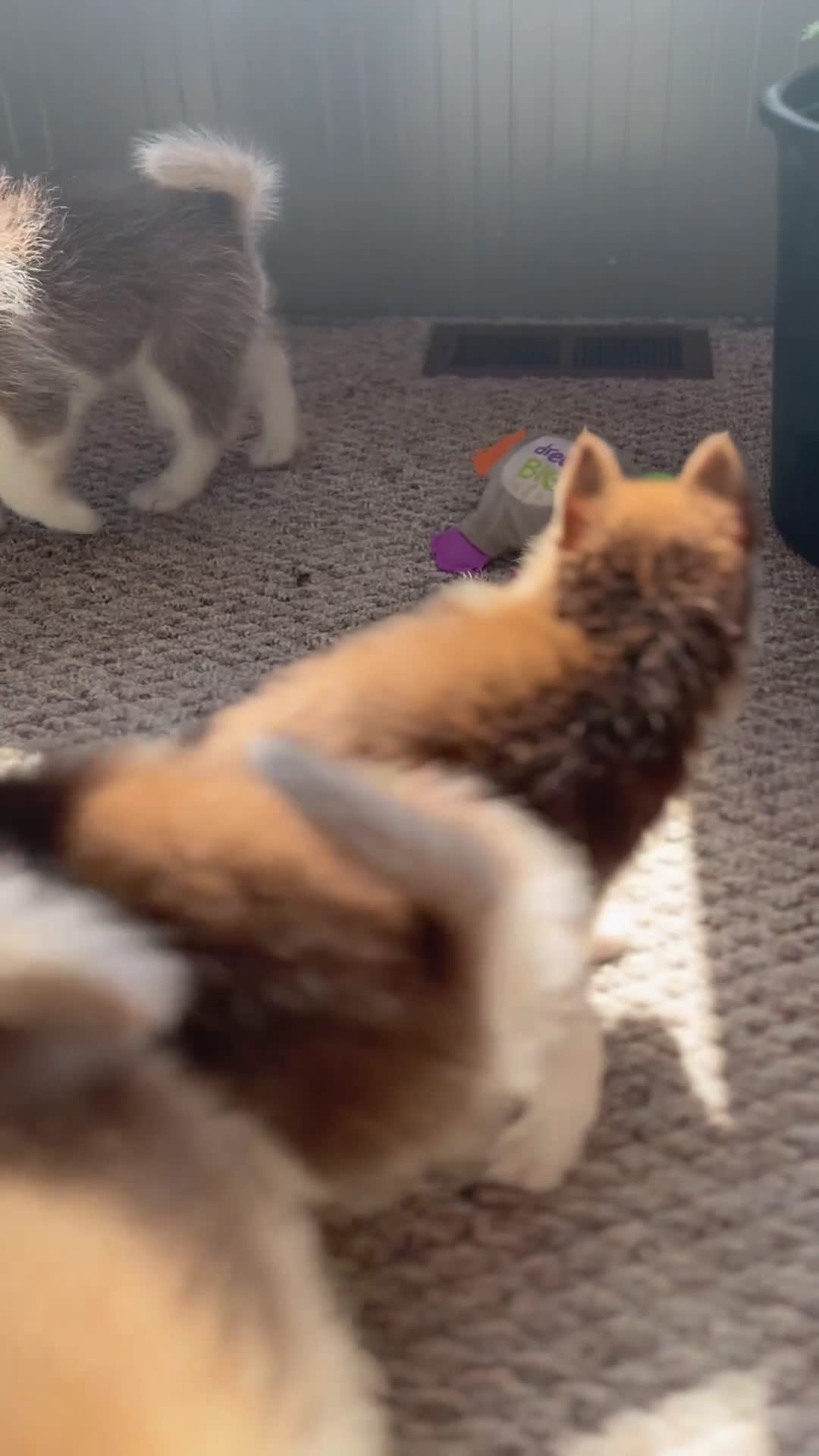 Pomsky dogs for sale: Geneva - Video 3