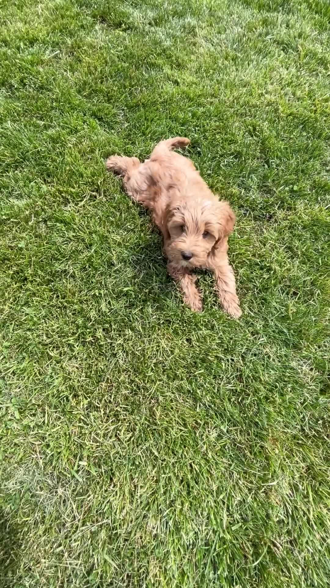 Mini Goldendoodle dogs for sale: Petite Lovely Mini Goldendoodle  - Video 1