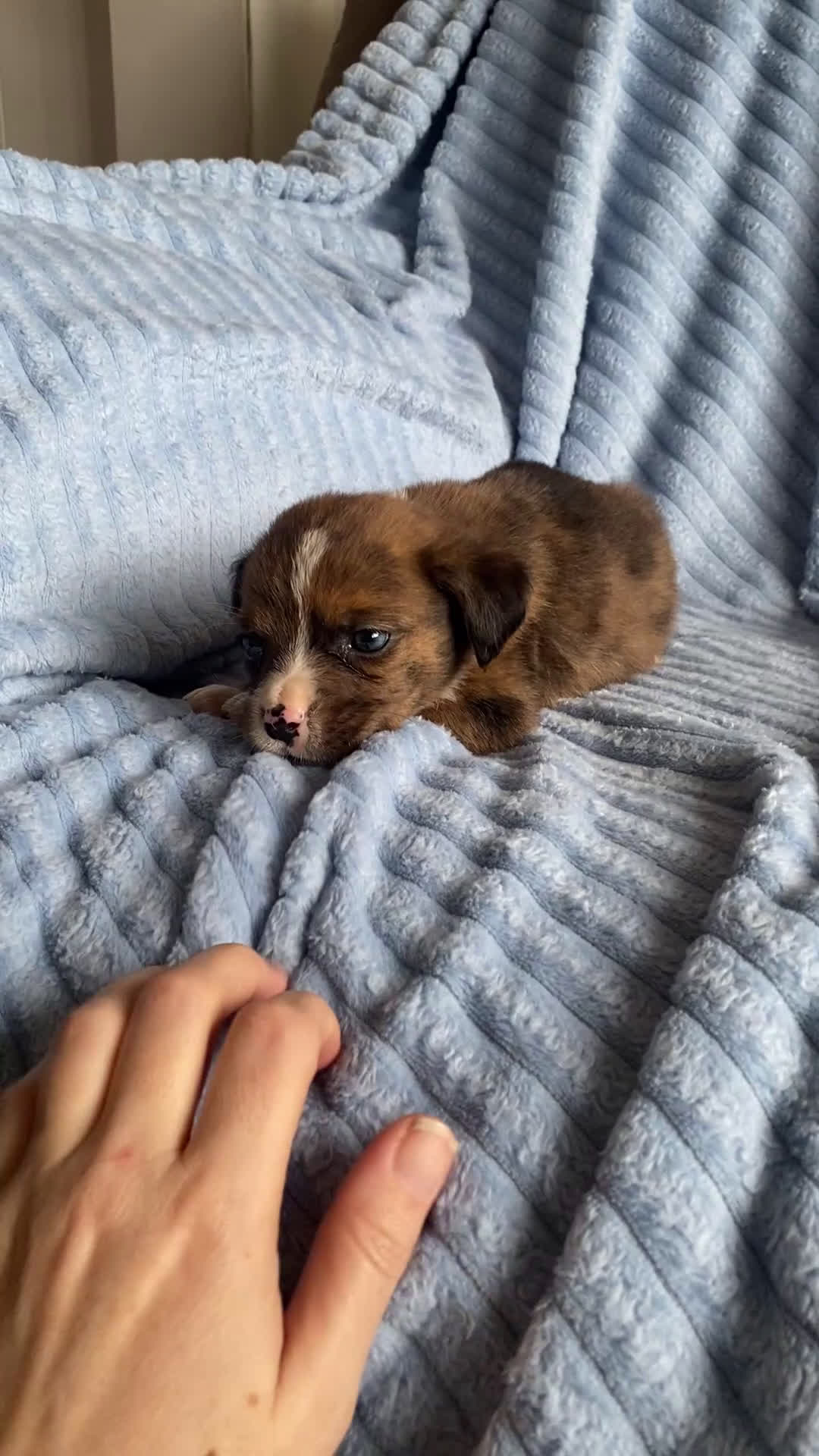 Mixed Breed dogs for sale: Lani - Video 1